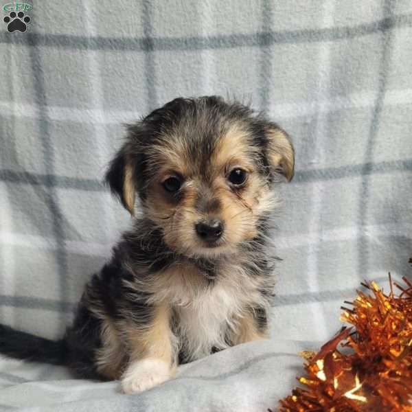 Pumpkin, Morkie / Yorktese Puppy
