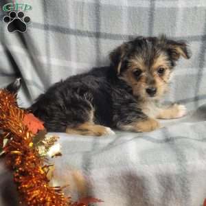 Pumpkin, Morkie / Yorktese Puppy