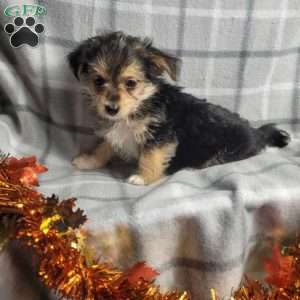 Pumpkin, Morkie / Yorktese Puppy