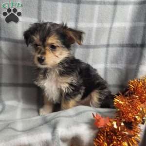 Pumpkin, Morkie / Yorktese Puppy