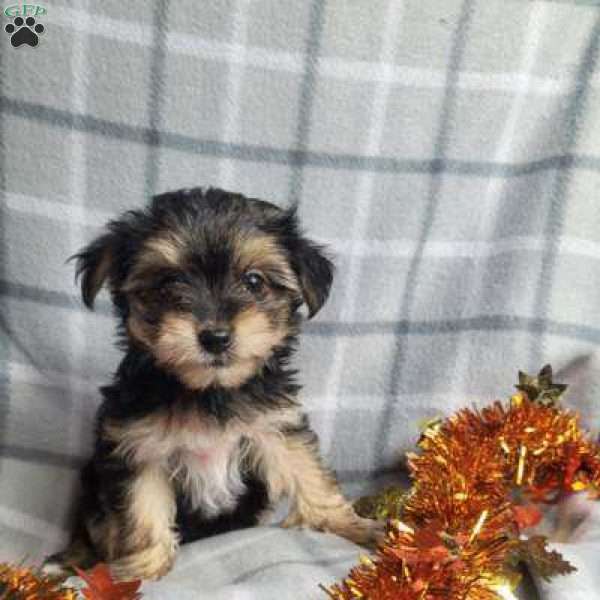 Candy, Morkie / Yorktese Puppy