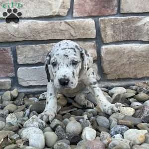 Quinn, Great Dane Puppy