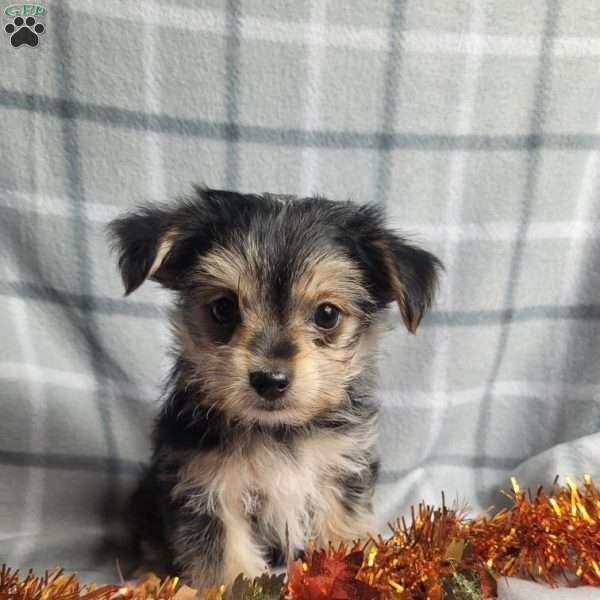 Autumn, Morkie / Yorktese Puppy