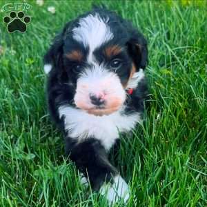 Chester, Mini Bernedoodle Puppy