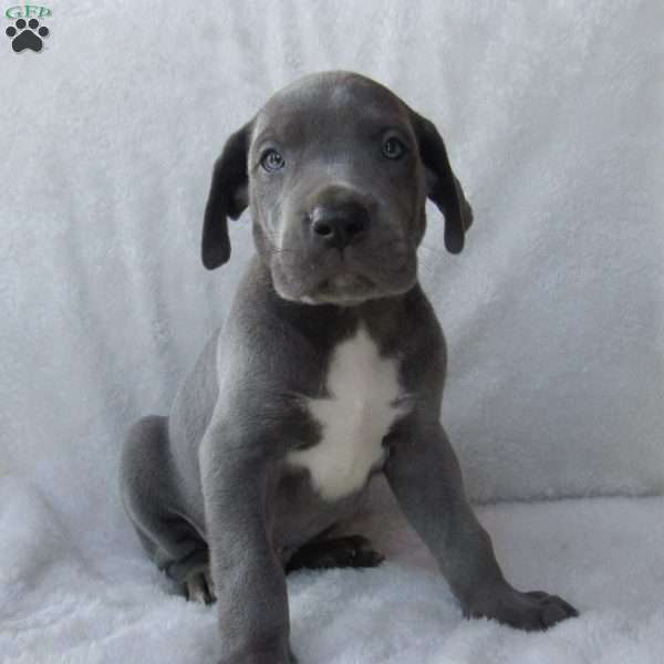 Riley, Great Dane Puppy