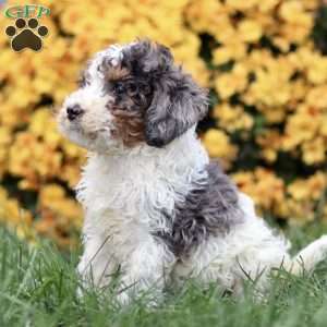 Tamara, Sheepadoodle Puppy