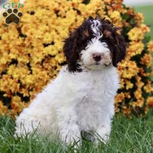 Taylor, Sheepadoodle Puppy