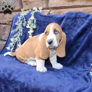 Baxter, Basset Hound Puppy
