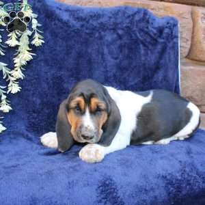 Betty, Basset Hound Puppy