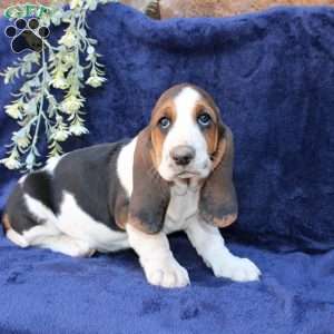 Blondie, Basset Hound Puppy