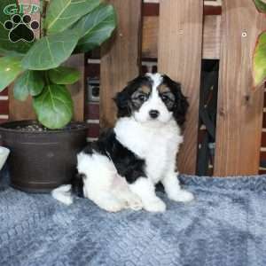 Lilly, Cavapoo Puppy