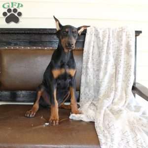 Sasha, Doberman Pinscher Puppy