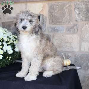 Satelite, Mini Labradoodle Puppy