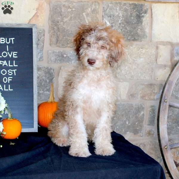 Sunset, Mini Labradoodle Puppy