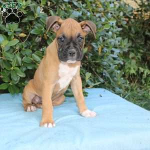 Mack, Boxer Puppy