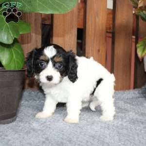 Ava, Cavapoo Puppy