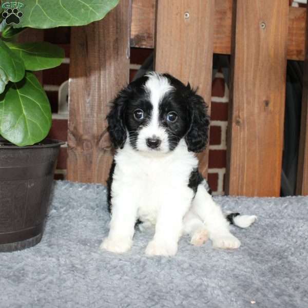 Ace, Cavapoo Puppy