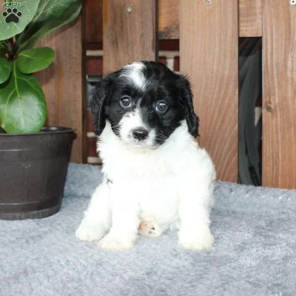 Abby, Cavapoo Puppy