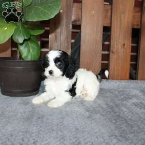 Alex, Cavapoo Puppy