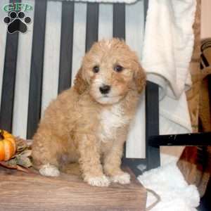 Penelope, Mini Goldendoodle Puppy