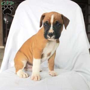Baxter, Boxer Puppy