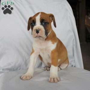 Betsy, Boxer Puppy