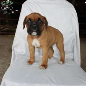 Betty, Boxer Puppy