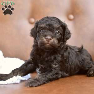 Alfie, Miniature Poodle Puppy