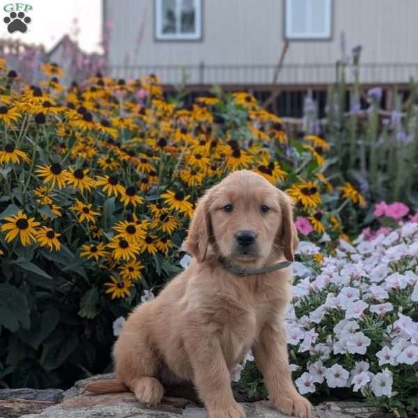 Flower, Golden Retriever Puppy