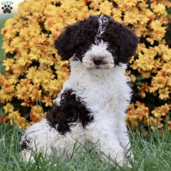 Talia, Sheepadoodle Puppy