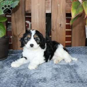 Lilly, Cavapoo Puppy