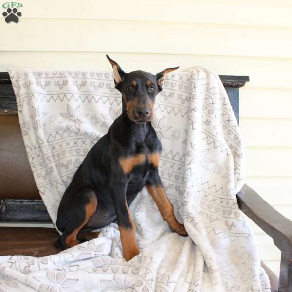 Sasha, Doberman Pinscher Puppy