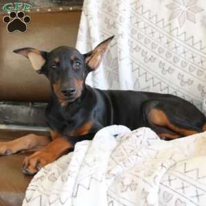 Sunshine, Doberman Pinscher Puppy