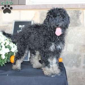 Johnson, Mini Labradoodle Puppy