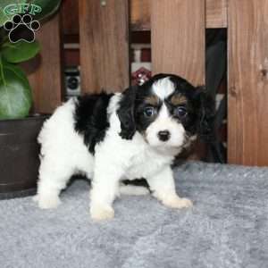 Ava, Cavapoo Puppy