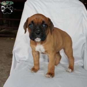 Betty, Boxer Puppy