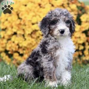 Trea, Sheepadoodle Puppy