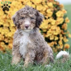 Tiffany, Sheepadoodle Puppy