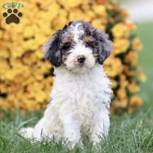 Tamara, Sheepadoodle Puppy