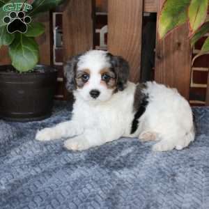 Lola, Cavapoo Puppy