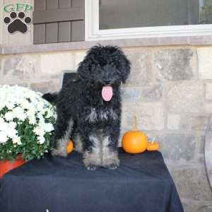 Johnson, Mini Labradoodle Puppy