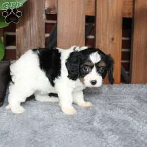 Ava, Cavapoo Puppy