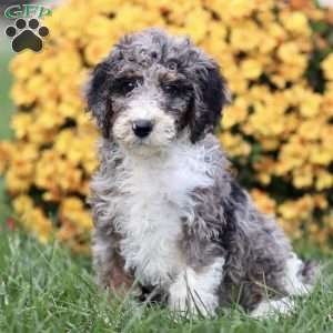Trea, Sheepadoodle Puppy