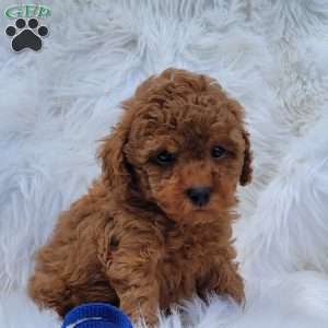 Buster- Micro, Mini Goldendoodle Puppy