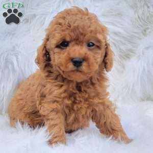 Buster- Micro, Mini Goldendoodle Puppy