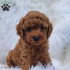 Rex- Micro, Mini Goldendoodle Puppy