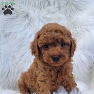 Rex- Micro, Mini Goldendoodle Puppy
