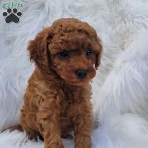 Rex- Micro, Mini Goldendoodle Puppy