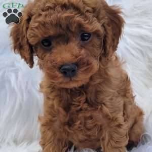 Rex- Micro, Mini Goldendoodle Puppy