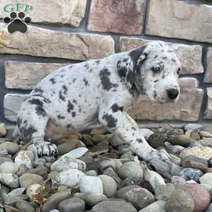 Quinn, Great Dane Puppy